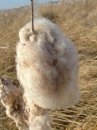 natures cotton source image